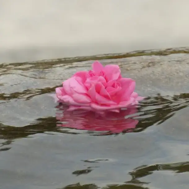 rose, water, pond