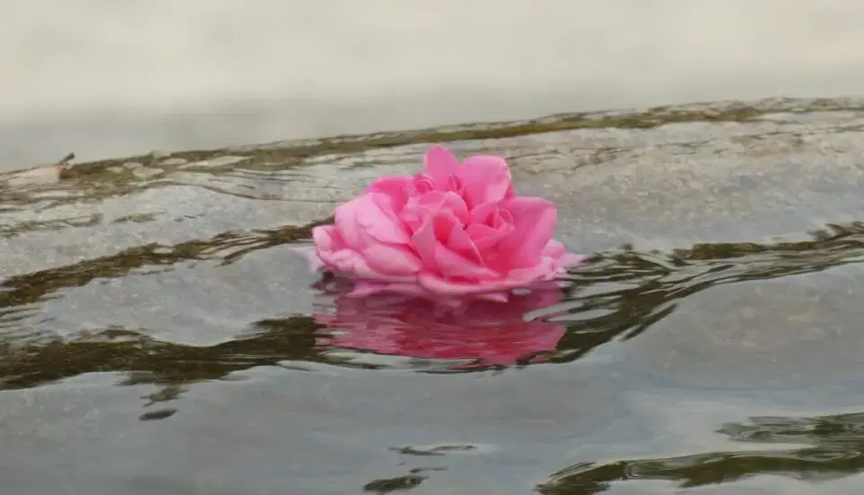 rose, water, pond