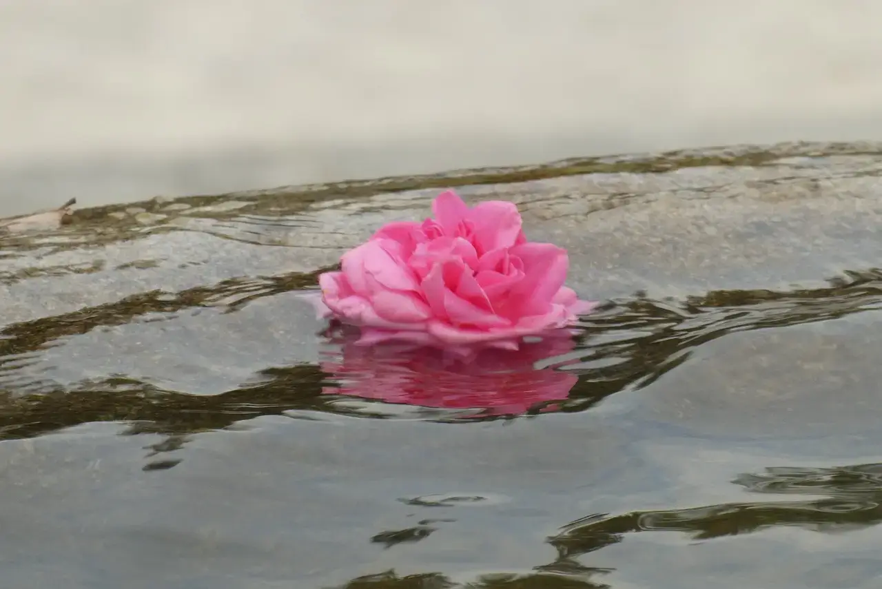 rose, water, pond